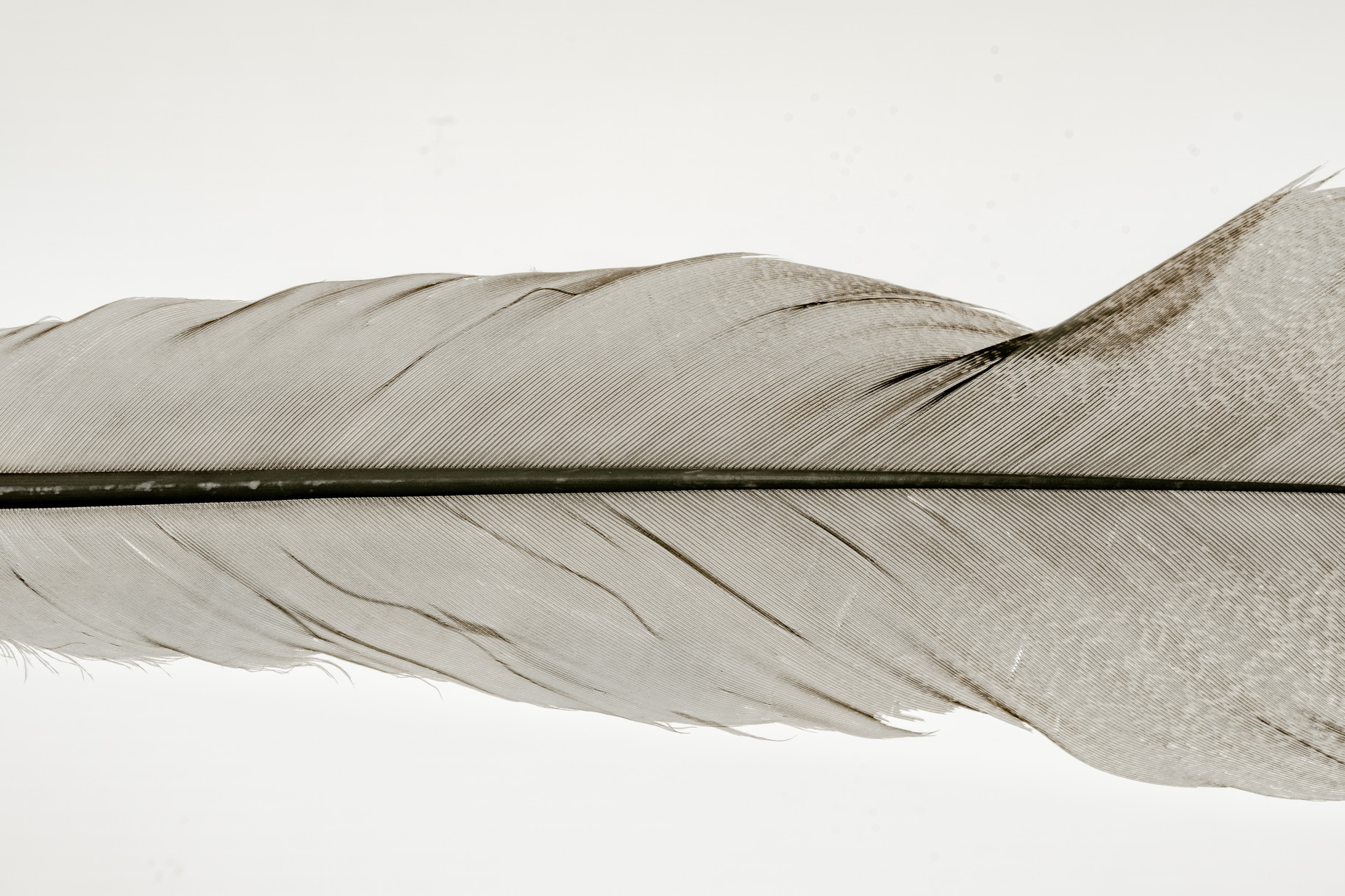 23_Turkey Feather #7, 2021-2.jpg